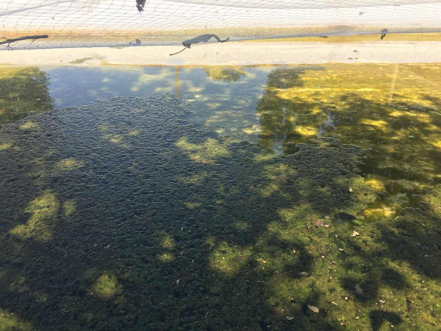 菌藻共生处理生活污水